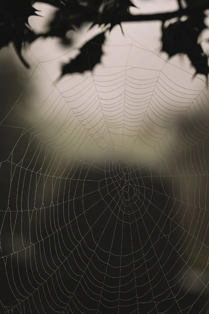 A spider web with dew drops imagery