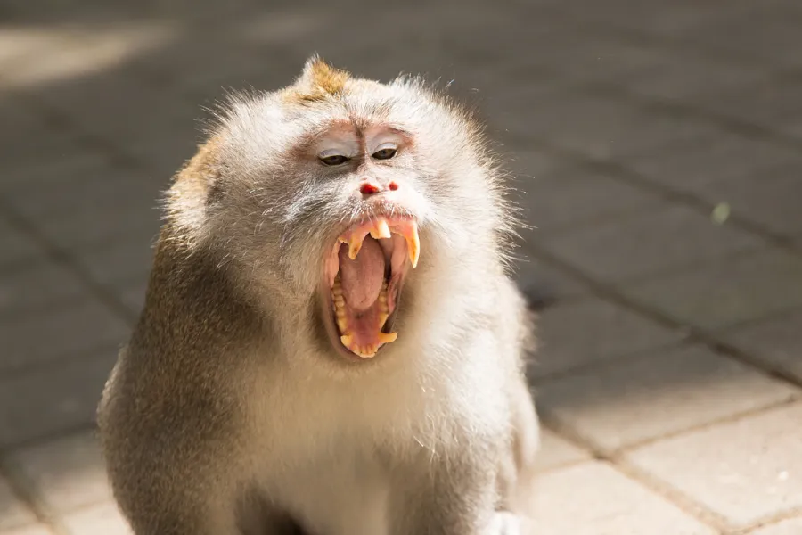 An expressive monkey with its mouth agape