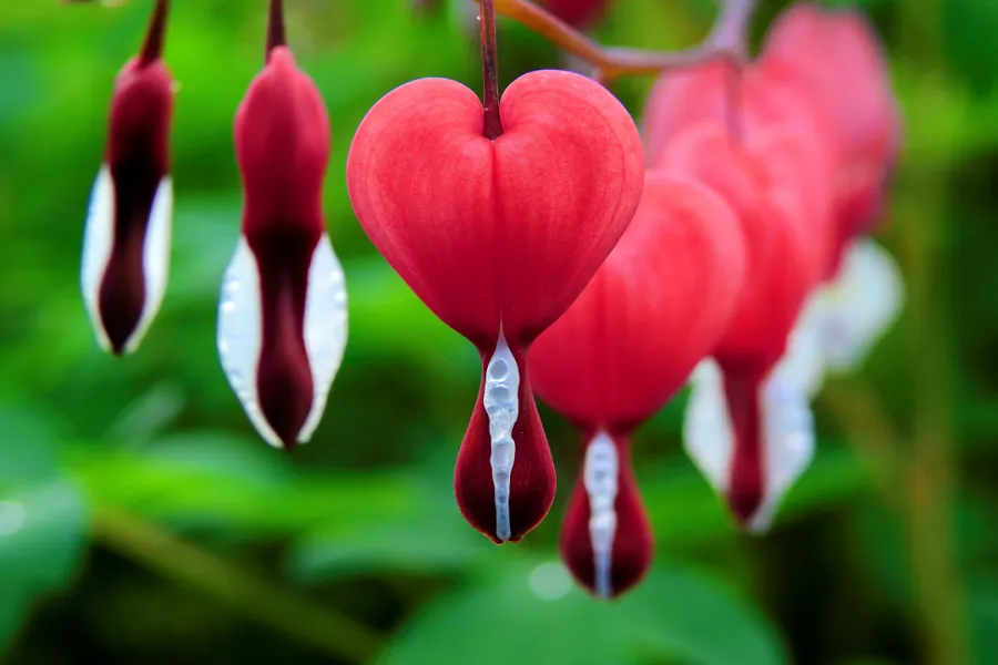 Close-up of a bleeding heart plant with heart-shaped, red flowers hanging from a stem