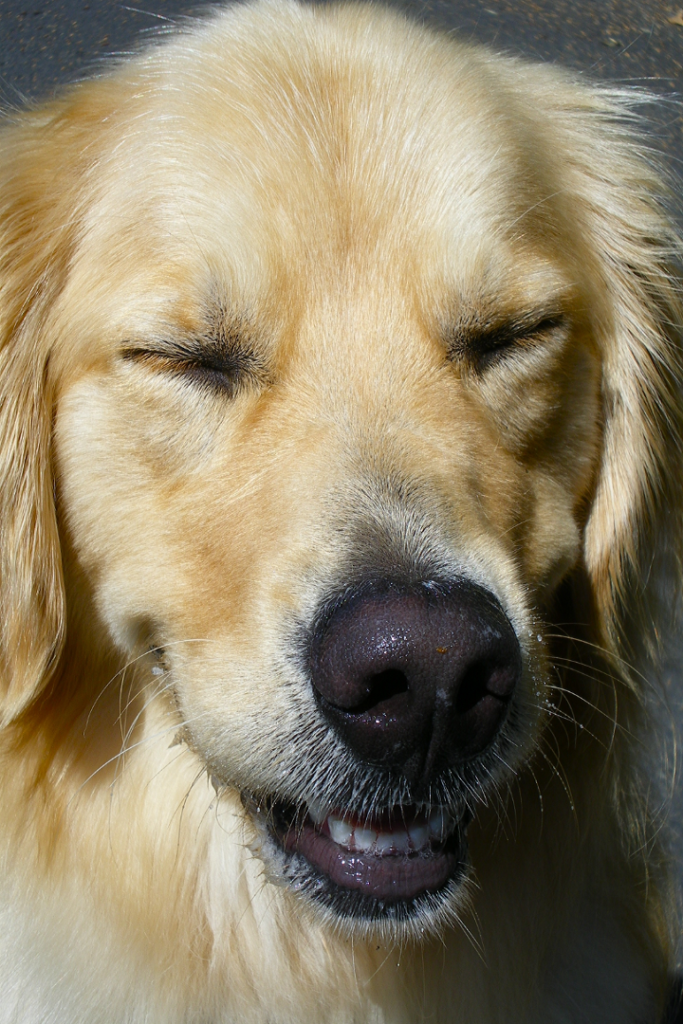 Close-up of animal fur with a blurred background